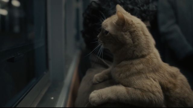 best movie cats