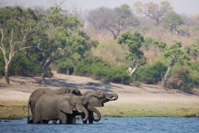 Disney+ Celebrates Earth Month With New Disneynature Films