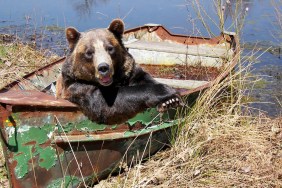 bears on a ship poster