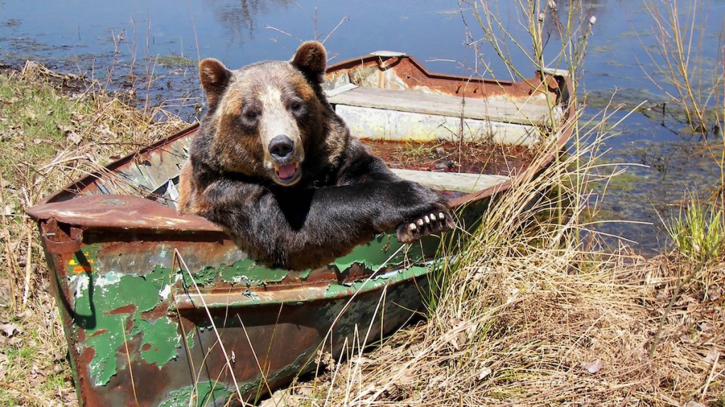 bears on a ship poster