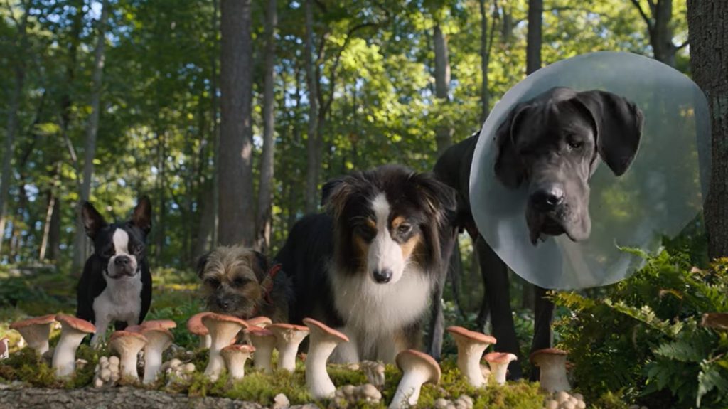 Strays Trailer Shows Will Ferrell & Jamie Foxx as Dogs in R-Rated Comedy