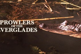 Prowlers of the Everglades: Where to Watch & Stream Online