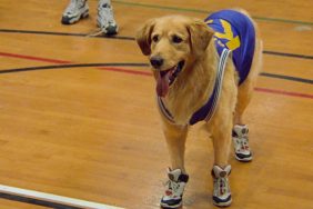 Air Bud Movie Collection Heading to Disney+ in October