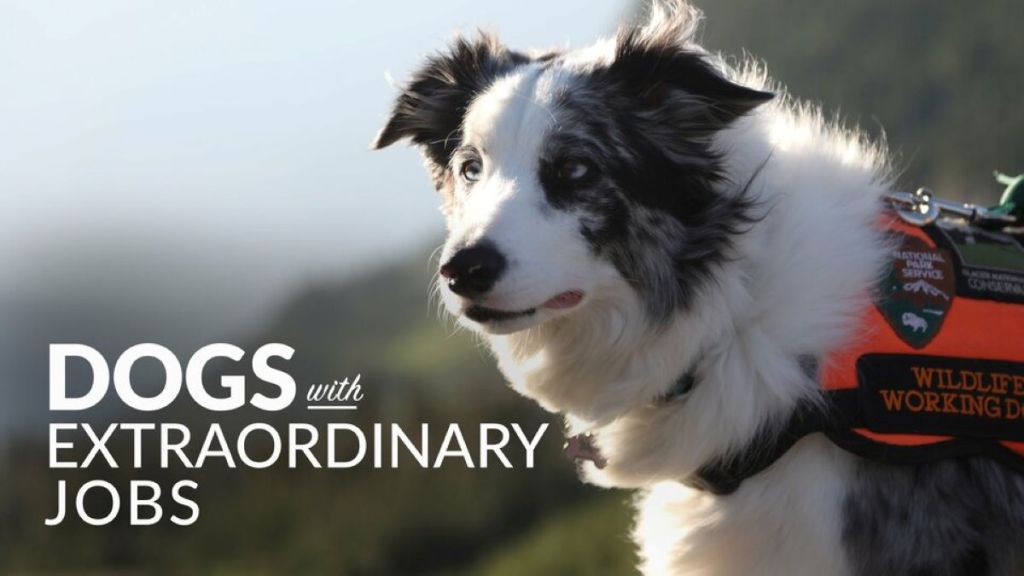 Dogs with Extraordinary Jobs Season 1