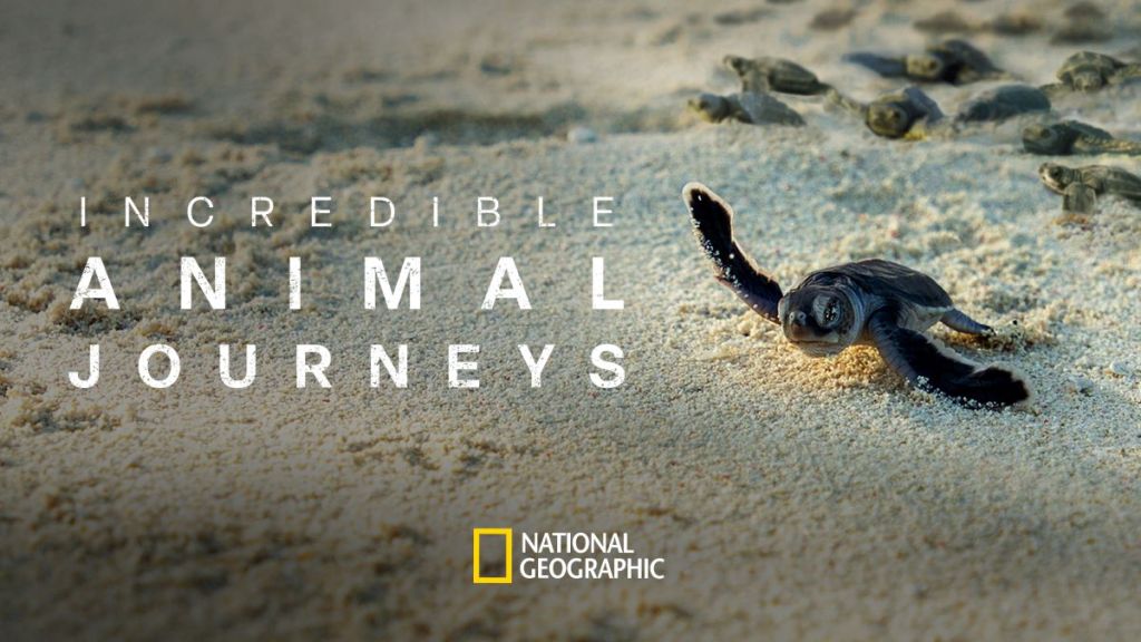 Incredible Animal Journeys (2023) Season 1