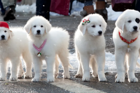 Santa Paws 2: The Santa Pups