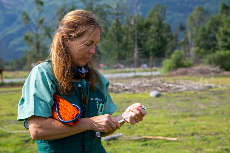 Dr. Oakley, Yukon Vet Season 4 Streaming: Watch & Stream Online via Disney Plus & Hulu