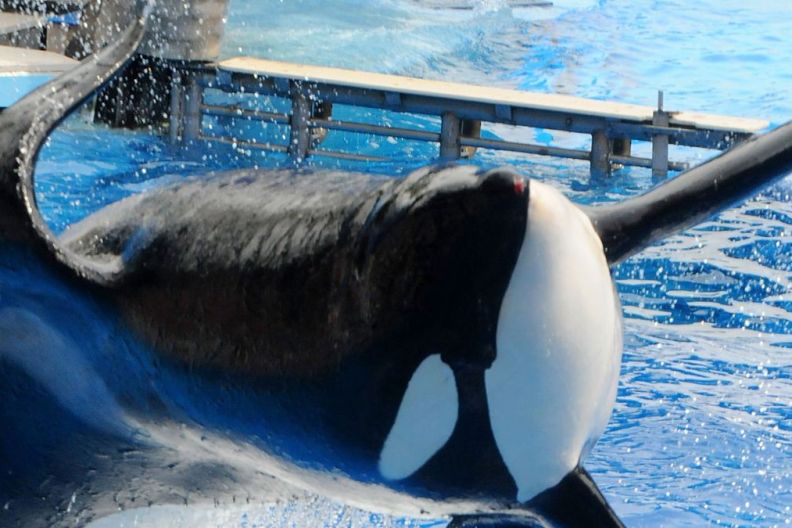 Tilikum