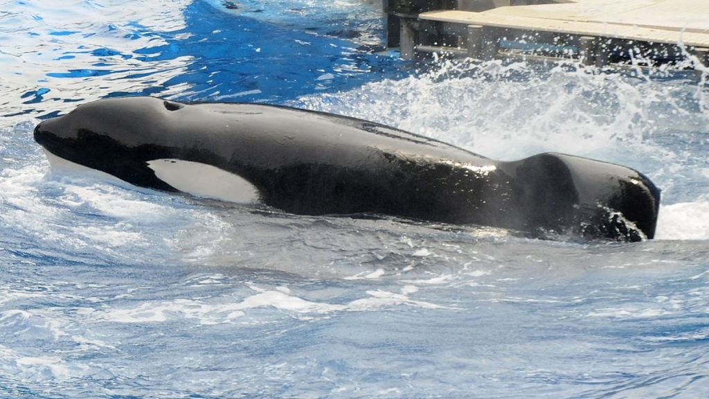 Tilikum