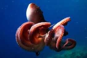 Secrets of the Octopus