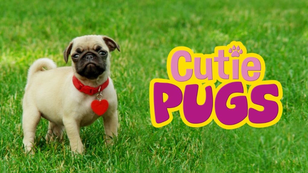 Cutie Pugs Season 1 Streaming: Watch & Stream Online via Amazon Prime Video