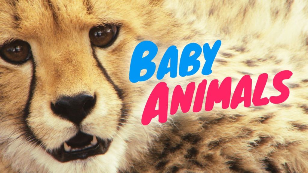 Baby Animals Season 1 Streaming: Watch & Stream Online via Paramount Plus