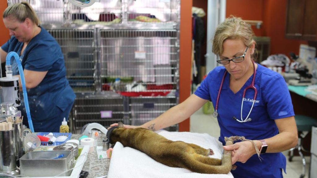 Dr. K's Exotic Animal ER Season 9 Streaming: Watch & Stream Online via Disney Plus & Hulu