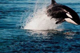 Orca Vs. Great White Streaming: Watch & Stream Online via Disney Plus