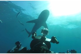 World's Biggest Bull Shark? Streaming: Watch & Stream Online via Disney Plus