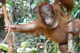 Orangutan Jungle School Season 1 Streaming: Watch & Stream Online via Paramount Plus