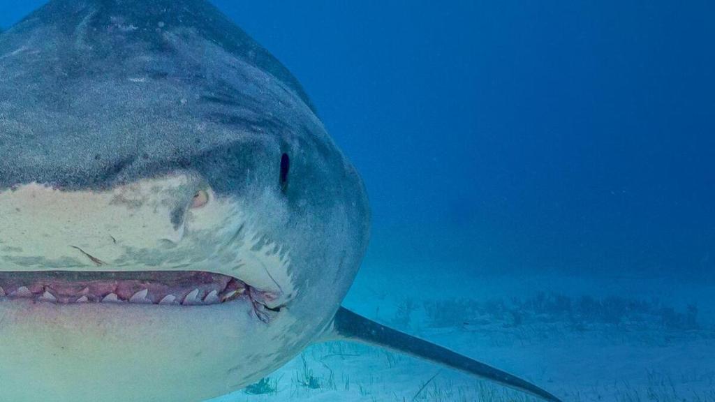 Watch Supersized Sharks