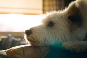 Superman Unveils Pawsome Popcorn Buckets Featuring DCU's Krypto