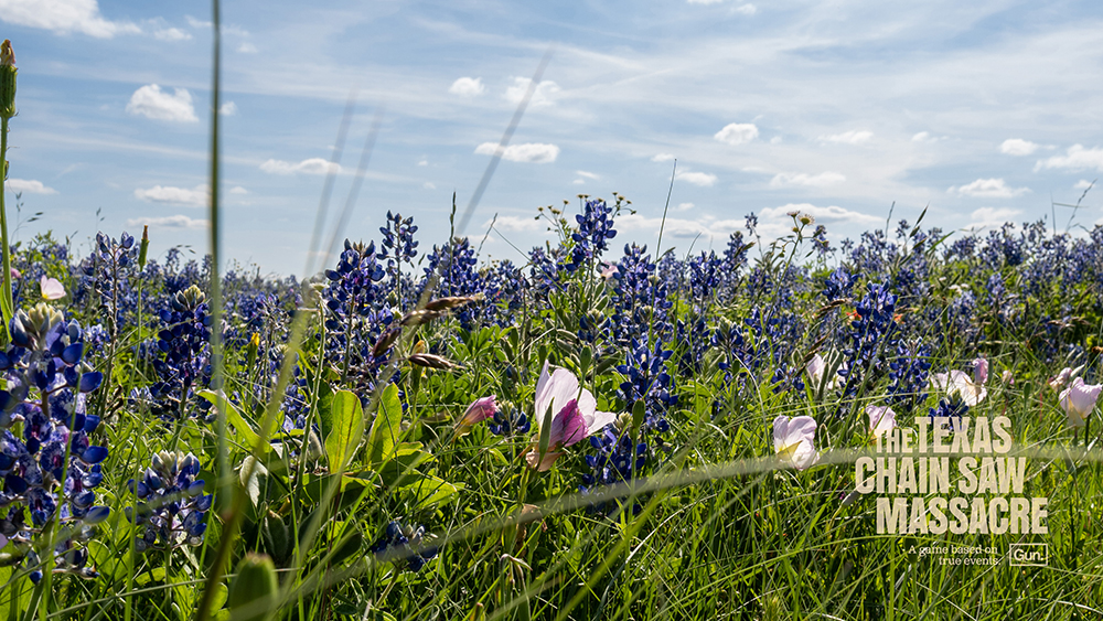 Bluebonnets