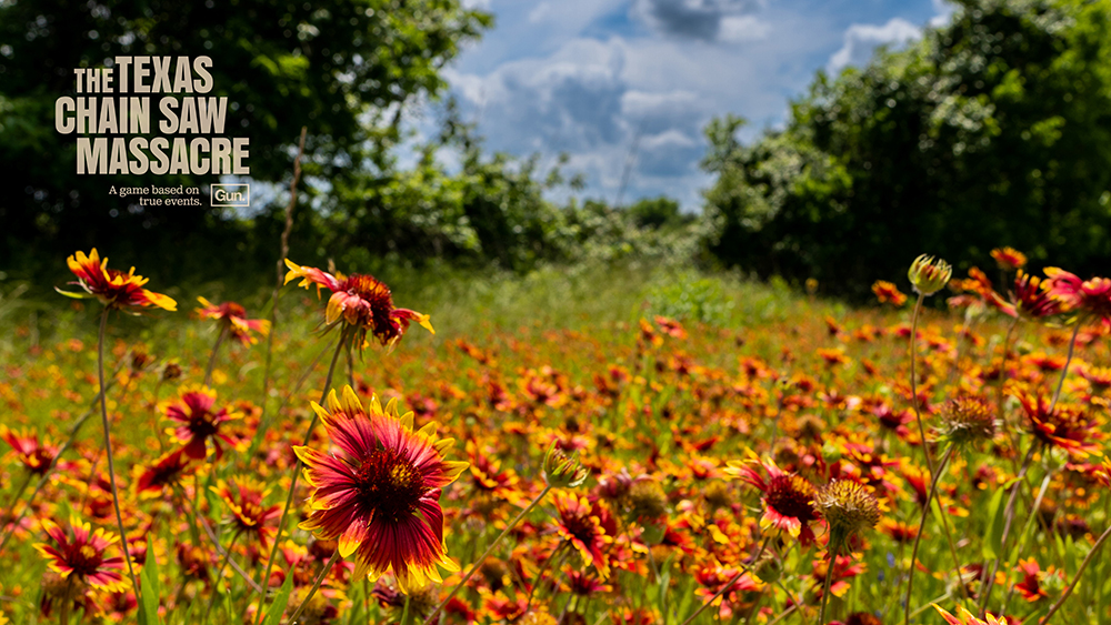 Firewheel Flowers