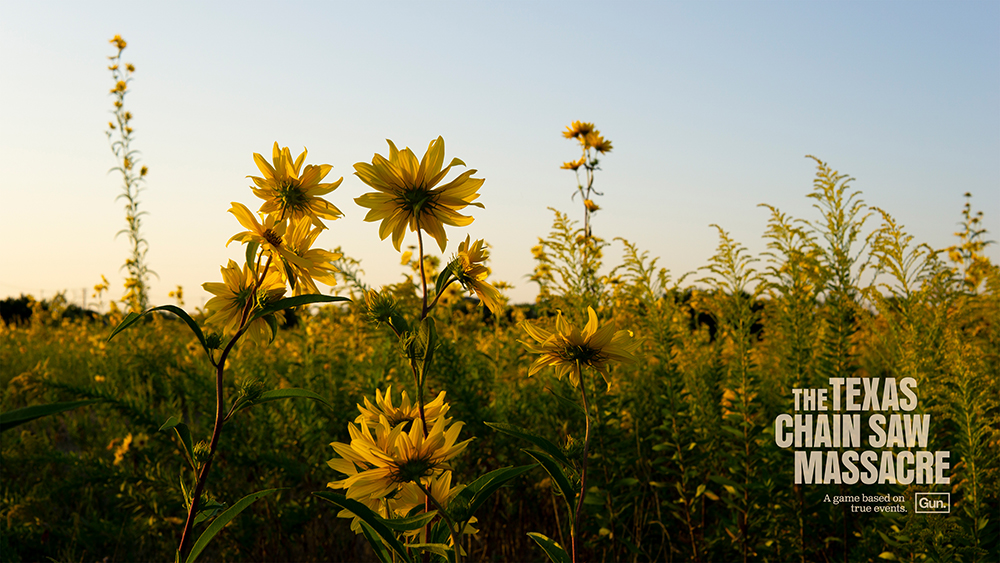 Wild Sunflowers